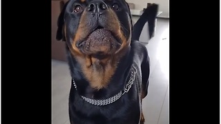 Rottweiler wants owner to pick up toy