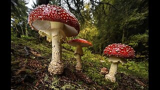 The magic of mushrooms