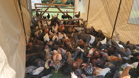 RAW & UNCUT HOMESTEAD LIVING 60 RARE BREEDS IN 1 PLACE #chicken #love #diy #lol #egg #shorts #short