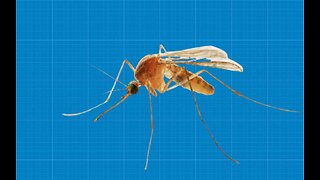 Potentially Disfiguring’ Parasitic Disease Spreading Through Local Sand Flies, Warns CDC