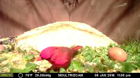 Cardinal 🐦 with chicken🥚 egg size comparison#cute #funny #animal #nature #wildlife #trailcam #farm
