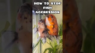 HOW TO STOP FISH AGGRESSION #goldfishtank #fancygoldfish #oranda #ranchu #fishingvideo