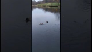 Fish stealing ducks food😉
