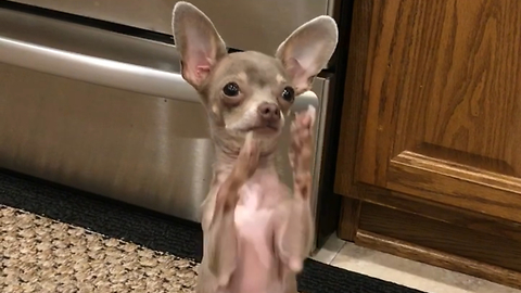 Chihuahua Plays Along To Classic Children's Song