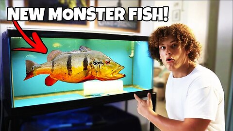 Buying Exotic MONSTER Predatory Aquarium FISH!