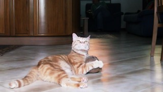 A cat falls in love with a coconut