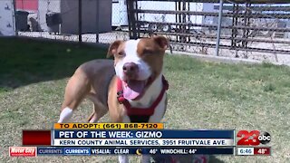 Pet of the Week: Gizmo