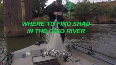 How to Find Shad in the Ohio River