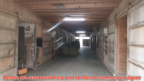 Baby Horse Farm