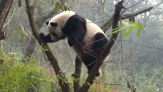 I panda che cadono dall'albero