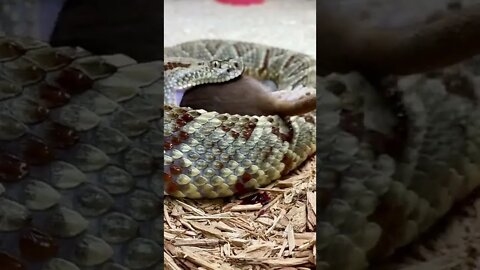 Dangerous Nature's status ❤️ | Snake nature WhatsApp Status | amazing nature video #shorts(2)