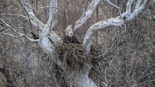 Eagle watchers help monitor thriving eagle population