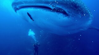 Incredible close up of whale shark shows massive healed injury