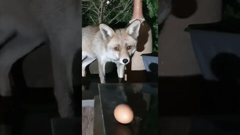 🦊Friendly urban #fox goes for an egg and breaks it (old video from last year !)