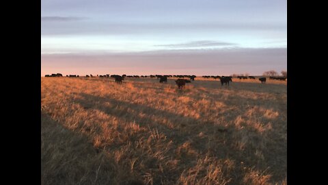 Winter Grazing Pairs January 2021