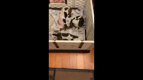 Basset Puppies