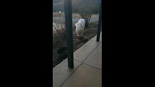 Evening feeding at Healing Brook