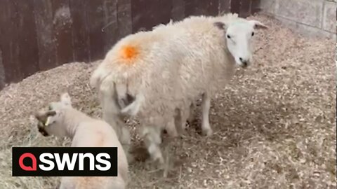 Fire crew rescues sheep firmly wedged between two walls