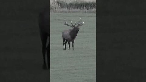 A monarch in his element! #elk #wyoming #shortsvideo #shortsfeed #wildlife #hunting #elkhunting