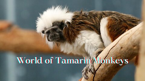 World of Tamarin Monkeys