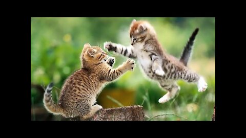if your cat is John Cena!!! #2 😂 Funny Animals Videos 😂 2021