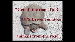 UPS Driver removes animals from the road