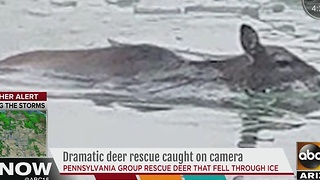 Pennsylvania group rescues deer that fell through ice