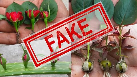 Professional Grower Exposes Fake Propagation Videos