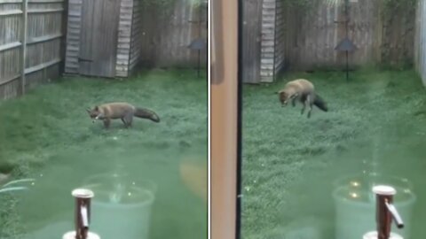 Young Fox Plays Around in Frost in English Backyard