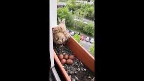 Person Feeds Mother Hawk Making Nest in Window Garden Box