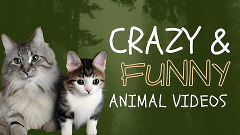 Funny animal videos 2023 - Funny cats/dogs 😻🐶- Funny animals | Laugh and Smile Guaranteed!