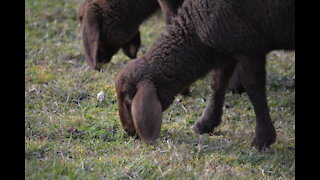 Adorable Lambs in Switzerland 🐑