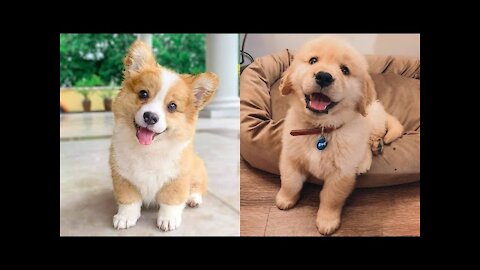 😍 Cute Baby Dogs – beautiful dogs baby - Funny Animal Life 😍🐶🐶