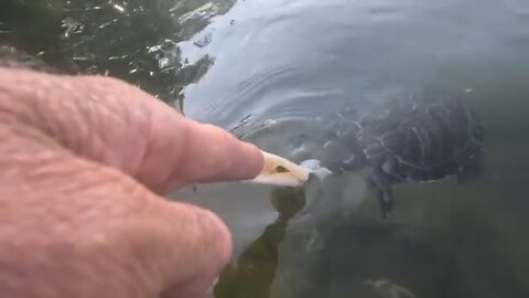 Hand Feeding Lake Turtles