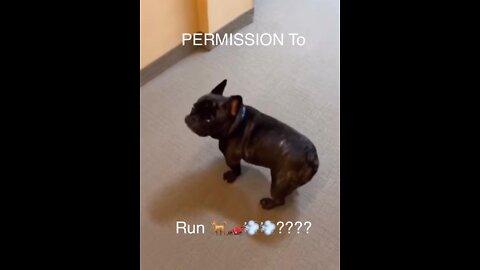 Dog...Permission To run ?