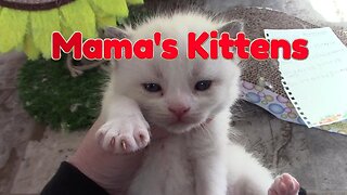 Mama Cats Kittens Are 3 Weeks Old! 😻