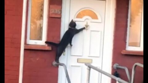 Funny Cat Knocking a Door