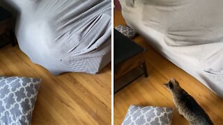 Silly pup manages to get stuck underneath couch cover