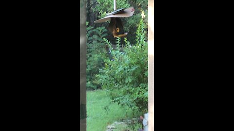 Fat Jerk Squirrel bypasses my Cardboard Sombrero