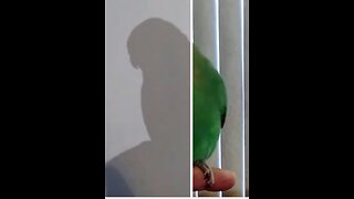 Shadow Bird