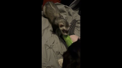 Puppy and ferret play tug of war