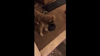 Stubborn pup won’t give up the door stop