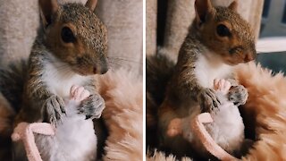 Pet squirrel doesn't want to be separated from favorite toy