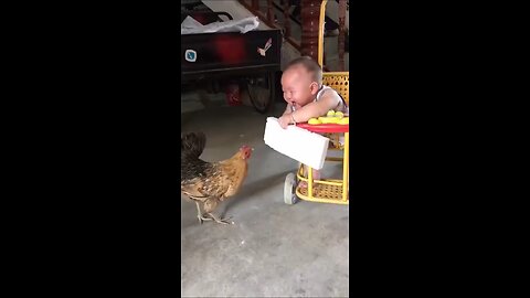 little boy is playing in cute hen
