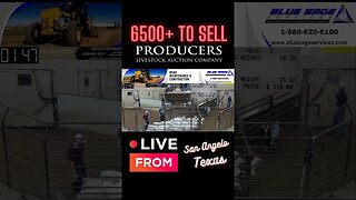 6500+ to Sell! #livestock #sheep #goat #goatmarket #sheepmarket #ranch #texas