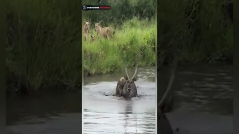 Lion vs Deer in pond #shorts / #wildlife