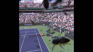 Insane! Swarm of Bees Suspends Tennis Match