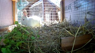 Shadow The Rabbit going nuts over the camera! Rabbit City