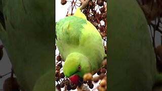 rose ringed parakeet