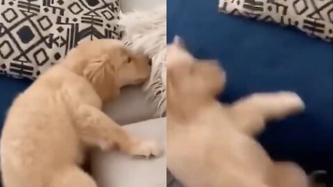 cute dog slipped from the top of the bed